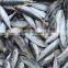 Whole Round Frozen Horse Mackerel Fish