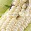 fresh baby corn for sale
