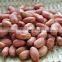 New Crops Red Skin Peanut Kernel