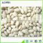 supplier of peanuts kernel and peanuts kernel buyer from all over the world