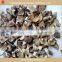 dry oyster mushroom