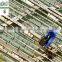 best price sinking dried platy kelp for abalone feed