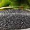 Seaweed extract Powder
