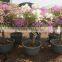 Bougainvillea spectabilis