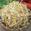 top selling low price mung bean sprout maker