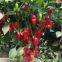 Fruit pepper seeds red yellow orange mini pepper vegetable seeds
