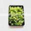 Sinocharm New Season BRC Approved 10*10mm IQF Diced Green Pepper Frozen Green Pepper