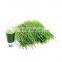 Factory Supplier 5:1 10:1 20:1 Barley Grass Extract Powder