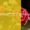 pure color transparent self-adhesive window tinting film for modern office and home buildings