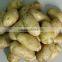 2013 Green organic fresh potatoe