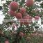Yantai red fuji apple