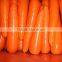 red carrot export from china