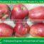 Red Delicious Apple With Good Taste
