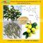 Olive Leaf Extract from GMP Certified Manufaturer