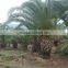 wholesale outdoor ornamental decrotive landscaping Phoenix canariensis palm trees plants