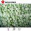 From China Frozen fruit IQF melon ball green/yellow supplier