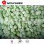 Frozen melon ball green/yellow from china new crop