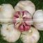 Garlic: Planting, Growing and Harvesting Garlic