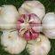 Spice Vegetable of Chinese Garlic Grade A for Export