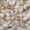 Whole Stainless Garlic Separating Breaking Machine