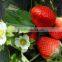 Farm Fertilizer NPK Water Soluble Fertilizer