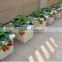 Hydroponic Strawberry Dutch Grow Pots Bucket System
