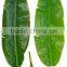 monstera leaves,dried banana leaf ,foliage tree leaves decoration