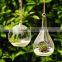 Wholesale plant terrarium clear glass terrarium globe round glass globe terrarium