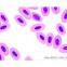 Infinity Biological Microscope ML30-U
