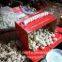 Chinese 100% Pure White Fresh Garlic Small Packing Costa Rica Market