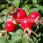 pure rosehip oil essential oil for skin care