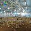 chicken coop hen layer poultry shed house design