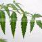 Nice Neem Leaf Powder Bulk Producers