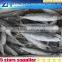 200-300g IQF mackerel from china, high quality makerel fish for sale