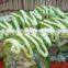 high grade wasabi