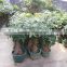 China tropics pachira bonsai tree home garden plants flowers