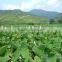 Chinese dried taro with taro root plant photos