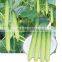 Hybrid Fruit Type Cucumber Seeds for Growing-Silver Dragon