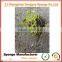 No need fertilizer Save soil green planting hydroponic foam odorless growing sponge