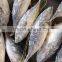 bonito tuna/frozen tuna fish