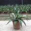 Agave americana ornamental plants