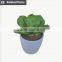 Kazuko Aoki mini succulent plants buy direct from China factory