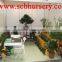 Peony Bonsai nursery plant supplier