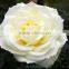 Export fresh cut roses flowers Tineke rose flower from Kunming