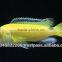 Cichlid fish farm for sale and export