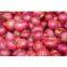 Fresh Onion