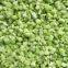 IQF Frozen Celery dice