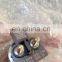 Common Rail injector fuel injector 095000-1020