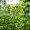 Organic pure betel leaf from Vietnam