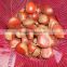 2015 crop Chinese chestnut for export